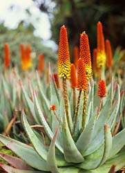 20 Aloe petricola Seeds - Indigenous Succulents