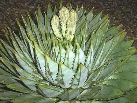 20 Aloe polyphylla - Spiral Aloe or Kroonaalwyn Seeds - Indigenous Succulents