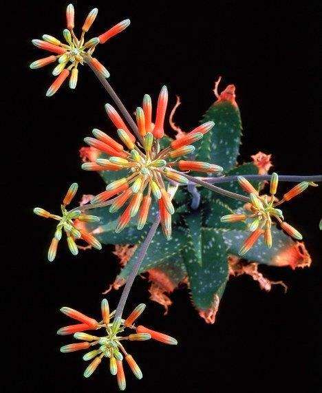 Aloe vogtsii Seeds - Indigenous Succulents