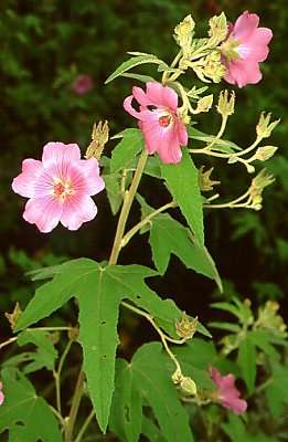 10 Mountain Mallow (Anisodontea julii) Seeds - Indigenous Evergreen Shrub