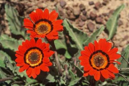 5 Arctotis gumbletonii Seeds - Indigenous Perennial - Combined Global Shipping