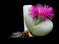 20 Argyroderma pearsonii Seeds - Indigenous Succulents