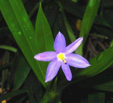 Aristea cognata Seeds - Indigenous Evergreen Bulbs Seeds Perennials - Sow Autumn