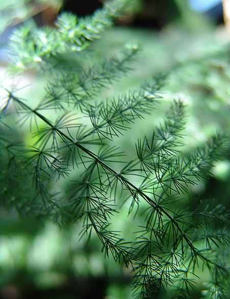 Asparagus densiflorus Sprengeri Seeds - Indigenous Shade Groundcover