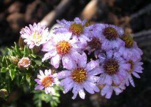 Bushman's Tea with sedative effect (Athrixia phylicoides) Seeds - Indigenous