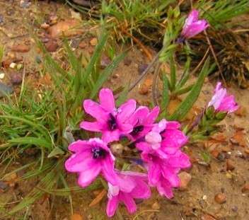 Babiana purpurea Seeds (Bulbous plant) - Sow Autumn - Indigenous Bulbs Seeds