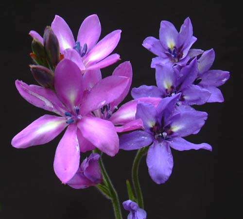 Babiana stricta Seeds - Sow Autumn - Indigenous Bulbs Seeds