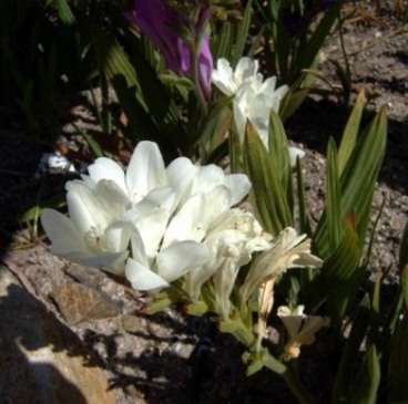 10 Babiana stricta White Seeds - South African Indigenous Bulbs, Bulb, Bulbous Plants