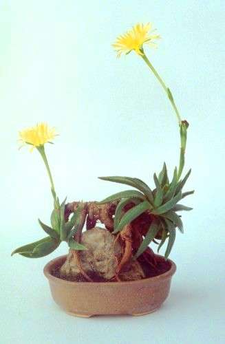 Bergeranthus scapiger Seeds - Succulents