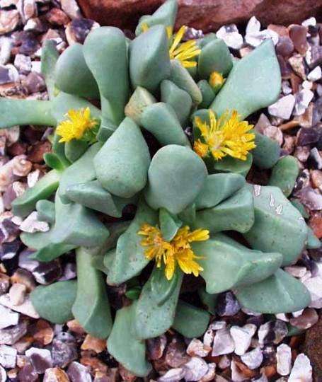 Bijlia cana Seeds ~ Prince Albert Mesemb - Indigenous Succulents