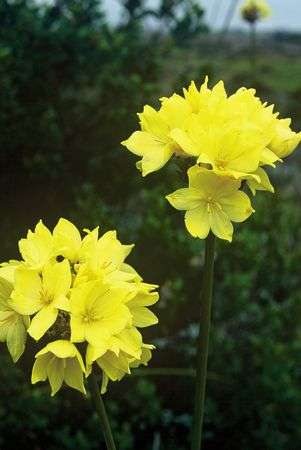 20 Bobartia robusta Seeds - Indigenous