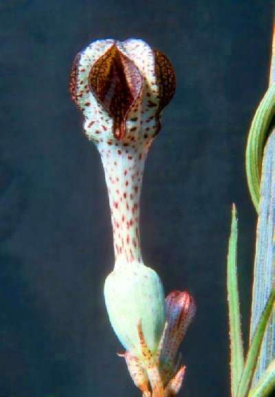 Ceropegia crassifolia Seeds - Synonyms - Ceropegia brachyceras, Ceropegia crispata, Ceropegia thornc