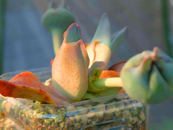 Cheiridopsis peculiaris Seeds - Indigenous Succulents