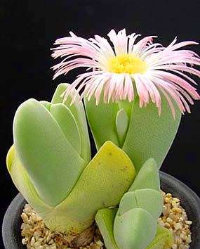 20 Cheiridopsis pillansii Seeds - Indigenous Succulents