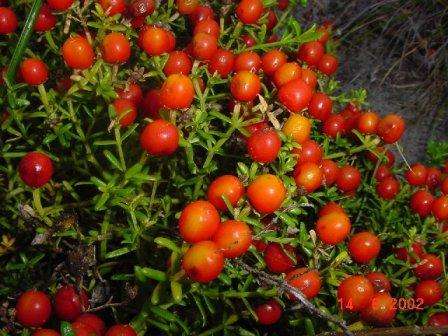 Christmas berry - Chironia baccifera Seeds - Sow Autumn - Indigenous South African Perennial Shrub