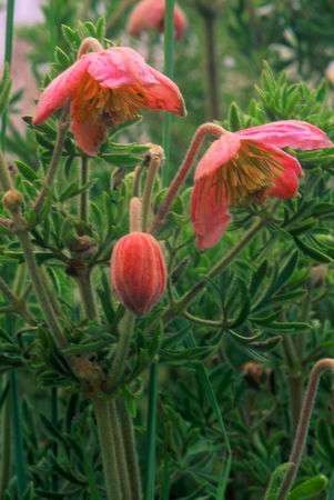 Clematopsis scabiosifolia Seeds - Indigenous