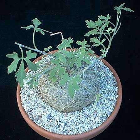 RARE Caudiciform Climber Seeds Coccinia palmata - Indigenous