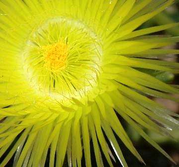 Conicosia pugioniformis ssp pugioniformis Seeds - Indigenous Succulents