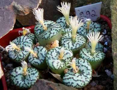 10 Conophytum obcordellum ssp ceresianum Seeds - Indigenous South African Succulents