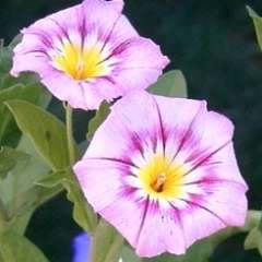 Morning Glory 'Rose Ensign' Convolvulus tricolor Seeds - Creeper Climber Groundcover