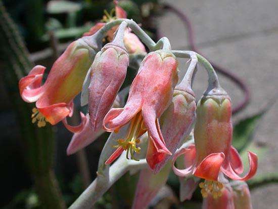 Cotyledon barbeyi Seeds - Succulents