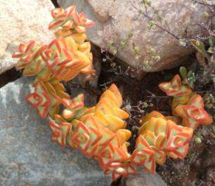 20 Crassula rupestris (Kebab Bush) Seeds - Indigenous Succulents