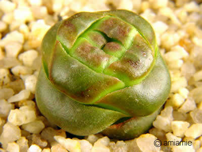 VERY RARE Crassula columnaris ssp prolifera Seeds - Indigenous Succulents