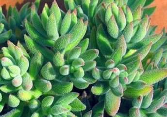 Crassula mesembryanthemoides Seeds - Indigenous Succulents