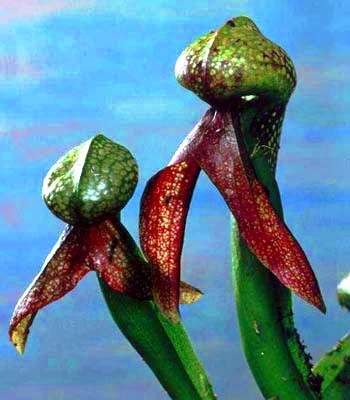 Cobra Lily - CARNIVOROUS COBRA Pitcher Plant Seeds