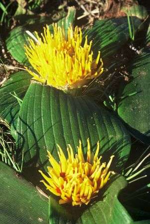 Daubenya capensis Seeds (Bulbous Flowering plants from South Africa) - Sow Autumn