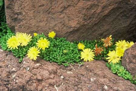 Psychoactive - Delosperma nubigenum Seeds - Indigenous Succulents
