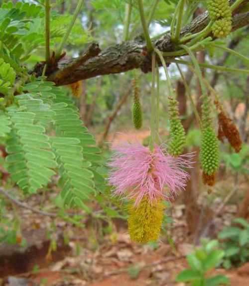 Dichrostachys cinerea or Kalahari Christmas Tree Seeds - Indigenous