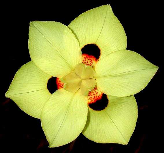 Dietes bicolor Seeds - Indigenous Bulbs Seeds