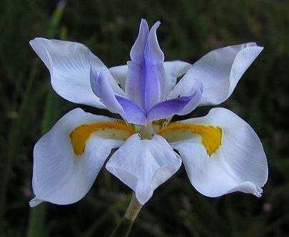 20 Dietes grandiflora - Large Wild Iris, Fairy Iris Seeds