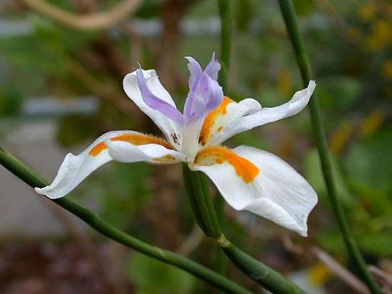 Dietes iridioides Seeds - Bulbs Seeds