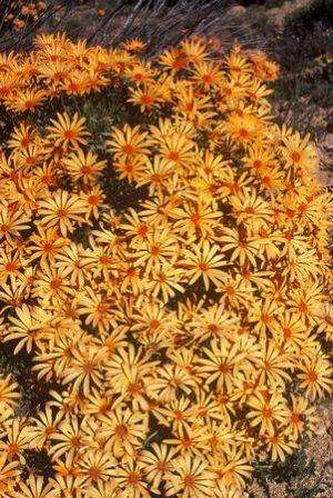 20 Dimorphotheca cuneata Seeds - Orange Form - Sow Autumn - Indigenous