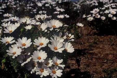 Dimorphotheca cuneata Seeds - White Form - Sow Autumn