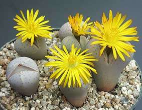 RARE SEEDS Dinteranthus wilmotianus - Indigenous Succulents