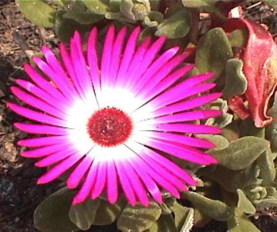 20 Dorotheanthus ulularis Seeds - Indigenous Succulents