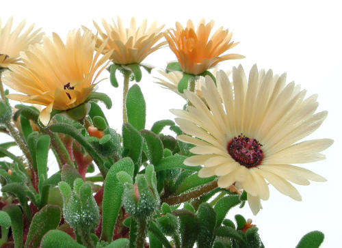 20 Dorotheanthus bellidiformis (Bokbaaivygie) Seeds - Indigenous Succulents