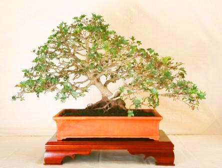 Dovyalis caffra (Kei-apple) Bonsai Tree Seeds - Indigenous