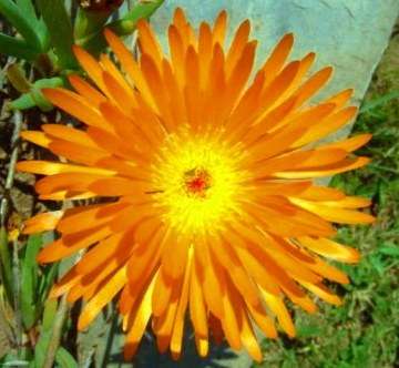 20 Yellow ice-plant - Drosanthemum speciosum Seeds - Indigenous Succulents
