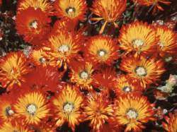 Drosanthemum speciosum - Orange ice-plant Seeds - Indigenous Succulents