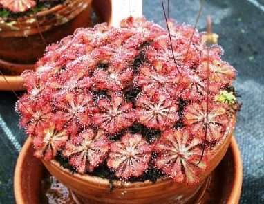 Sundew - Drosera spathulata - Carnivorous Plant Seeds - Indigenous