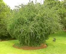 10 Ehretia rigida Seeds - Indigenous Shrub