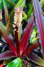 Eucomis comosa Seeds - Indigenous Bulbs Seeds