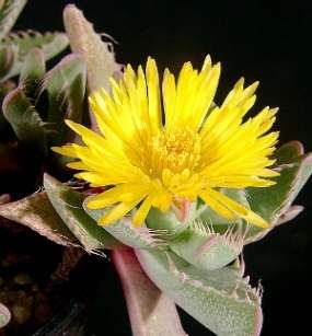 10 Tiger's Jaw Succulent - Faucaria britteniae Seeds - Indigenous Succulents