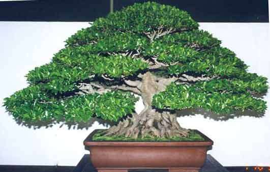 Ficus ilicina Bonsai Tree Seeds - Indigenous