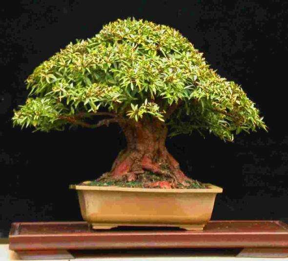 Ficus sur Bonsai Seeds