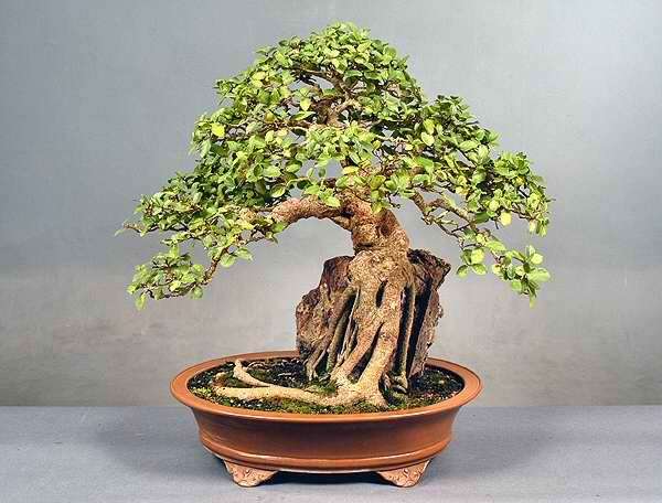 20 Ficus sycamorus Bonsai Tree Seeds - Indigenous